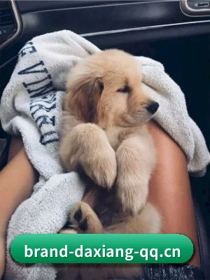 大象传媒 APP（DAXIANG MEDIA）